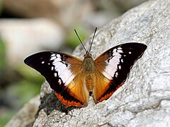 Wiki Loves Butterfly, India