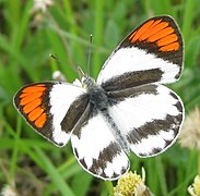 フタスジツマアカシロチョウ(Colotis euippe)