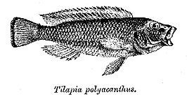 Orthochromis polyacanthus