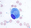 Osteoblast (boja Giemsa, 100x)