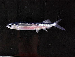 Oxyporhamphus micropterus micropterus