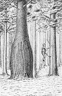Gravure montrant le tronc d'un pin dilaté à sa base à force de gemmage.