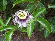  Flower of P. edulis