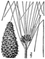 Pinus taeda