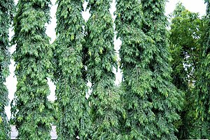 Mast-trees Polyalthia longifolia