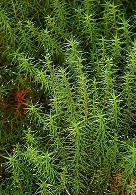 Alm. Jomfruhår (Polytrichum commune) Foto: Christian Fischer