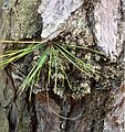 Unlike loblolly pines, pond pines have the ability to grow needles directly from the trunk.[6]