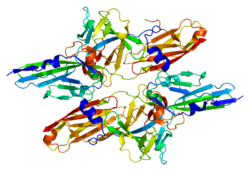 Белок FGF8 PDB 2fdb.png