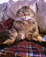 A sitting Maine Coon