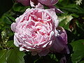 Rosa 'Brother Cadfael'[5][7]