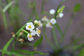 Sagittaria latifolia Willd. — Sagittaire latifoliée