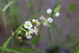 Broad-leaved arrow-leaf. – Sagittaria latifolia Willd. — Sagittaire latifoliée