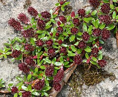 Description de l'image Salix hylematica (or S. lindleyana-fruticulosa) - Flickr - S. Rae.jpg.