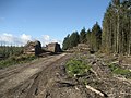 Felled timber on the eastern side of the forest