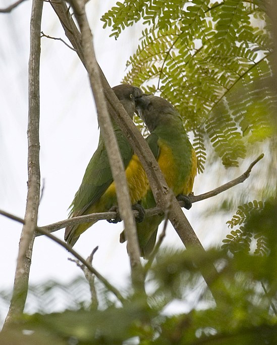Senegal Parrots