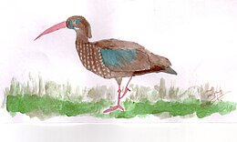 Dėmėtakrūtis ibis (Bostrychia rara)