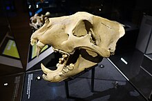 Skull of a Barbary lion that was kept at Tower of London, Natural History Museum Skull of a Barbary Lion (25297910567).jpg