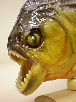Souvenir piranha jaw detail
