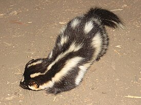 Lännentäpläskunkki (Spilogale gracilis)