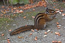 townsend chipmunk