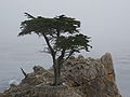 The Lone Cypress (Cupressus macrocarpa)