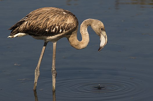 Plamenac ili flamingo u rezervatu prirode na Malti