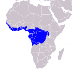 Distribución del toco blanquinegro