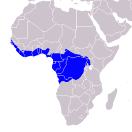 Distribución del toco blanquinegru