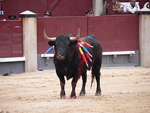 A fighting bull in a Spanish bull fighting arena