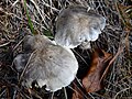 !! Tricholoma sciodes !!