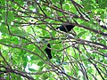 Tūī in a kohekohe tree on Almorah Road