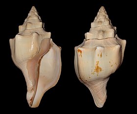 Vista inferior (esquerda) e superior (direita) de uma concha do molusco T. angulata (Lightfoot, 1786)[1], do golfo do México e mar do Caribe.[2]