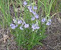 Veronica austriaca subsp. jacquinii