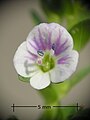 Veronica serpyllifolia