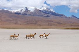 Vigogne (Vicugna vicugna) presso la Salar de Uyuni nel 2017