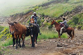 Image illustrative de l’article Cheval au Lesotho