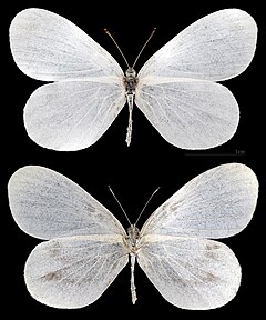 ♀ Leptidea sinapis