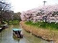 旧大聖寺川の大聖寺流し舟と桜