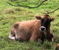 A tawny-colored Jersey with a characteristic white ring around its black nose.