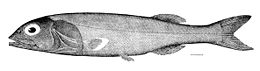 Agasio švelniagalvė (Alepocephalus agassizii)