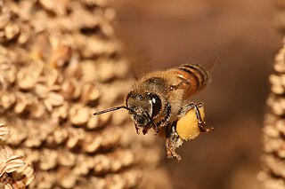 Dernières rumeurs sur les abeilles 2 dans ABEILLES 320px-Apis_mellifera_flying