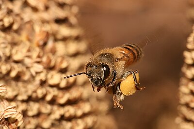 Lebah madu Eropa (Apis mellifera) sedang terbang kembali ke sarangnya dengan membawa serbuk sari.