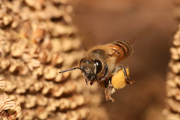 Медоносная пчела (Apis mellifera) возвращается в улей со свежим взятком