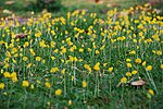 Miniatura para Arachis duranensis