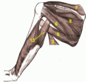 Skapula orqa qismidagi mushaklar va triceps brachii mushaklari : №3 latissimus dorsi mushaklari №5 teres asosiy mushak №6 teres kichik mushak №7 supraspinatus mushaklari №8 infraspinatus mushaklari №13 triceps brachii mushaklarining uzun boshi