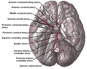 Situs arteriae basilaris