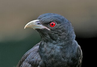 Head (male)