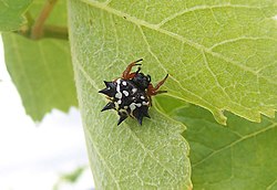 Austracantha minax.jpg