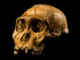 Kopf von Australopithecus sediba