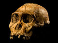 Este fósil dio pie a la descripción de una nueva especie del género Australopithecus, A. sediba. El cráneo, MH1, fue encontrado simultáneamente a los restos de esqueleto postcraneal, MH2, ambos con una antigüedad de más de 1,7 millones de años.